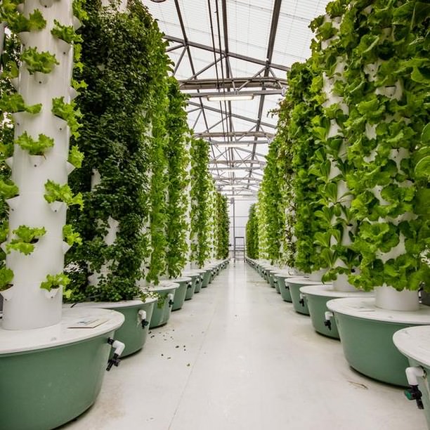 Aeroponics