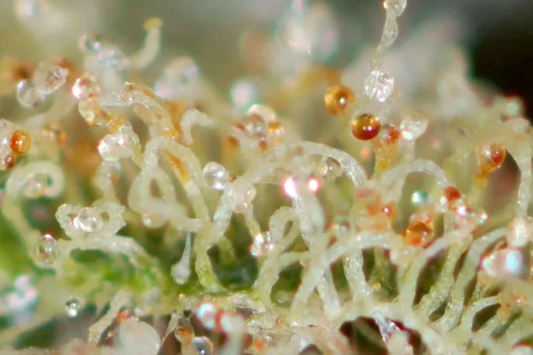 Close-up of amber trichomes on a cannabis flower